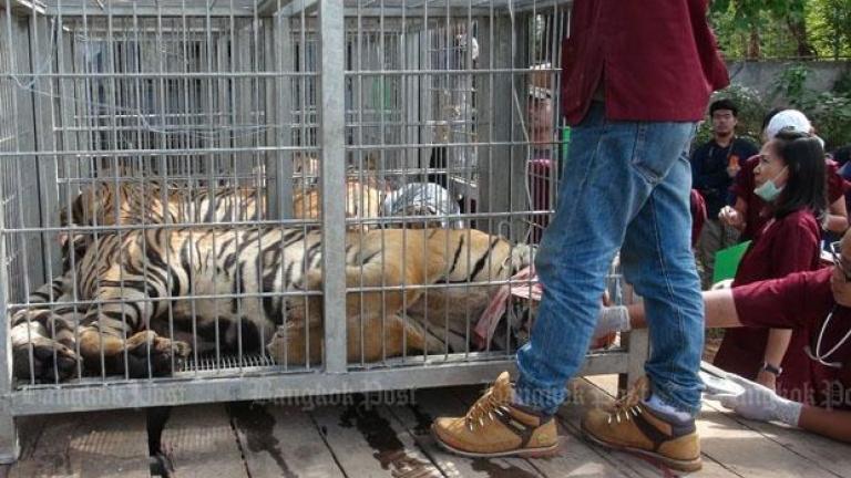 Ταϊλάνδη: Παίρνουν τις τίγρεις από βουδιστικό ναό 