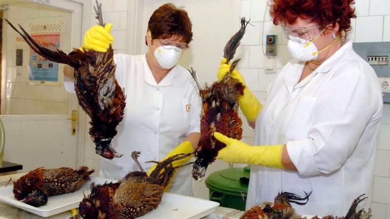 Στη κεντρική Ιαπωνία παρατηρείται έξαρση επιδημίας της γρίπης των πτηνών του ιού Η5