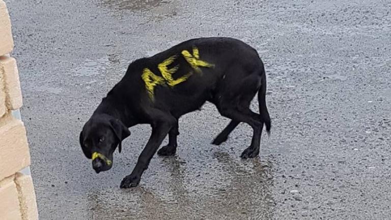 Αδιανόητες εικόνες-Ανεκδιήγητοι έβαψαν σκύλο γράφοντας "ΑΕΚ"-Άμεση αντίδραση της ΠΑΕ