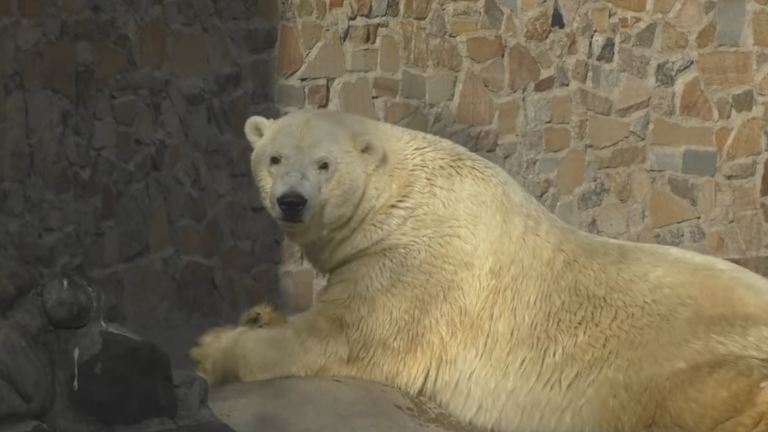 Ρωσία: Πλήρης ημερών πέθανε ο Μένσικοφ η τεράστια πολική αρκούδα (ΦΩΤΟ&ΒΙΝΤΕΟ)