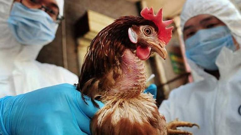 Προσοχή-Μέτρα βιοασφάλειας για τη γρίπη των πτηνών