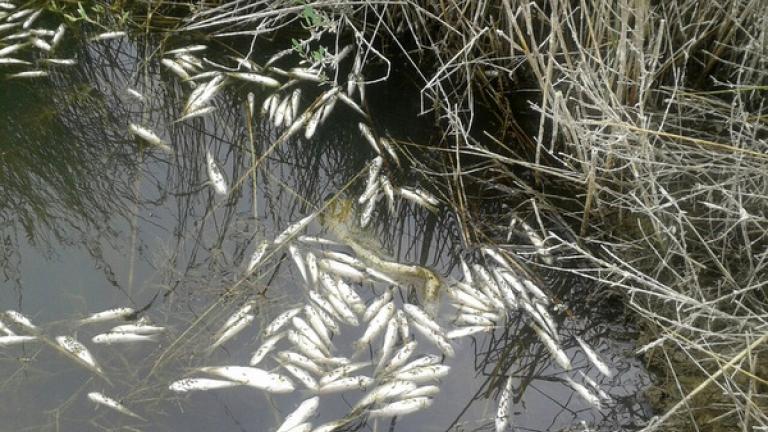 Τρομακτικές εικόνες με εκατοντάδες νεκρά ψάρια στο ρέμα της Πικροδάφνης