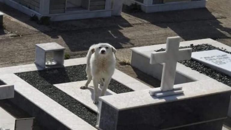 Σκυλίτσα στέκεται στον τάφο του αφεντικού της στην Άρτα επί δύο μήνες (ΦΩΤΟ)