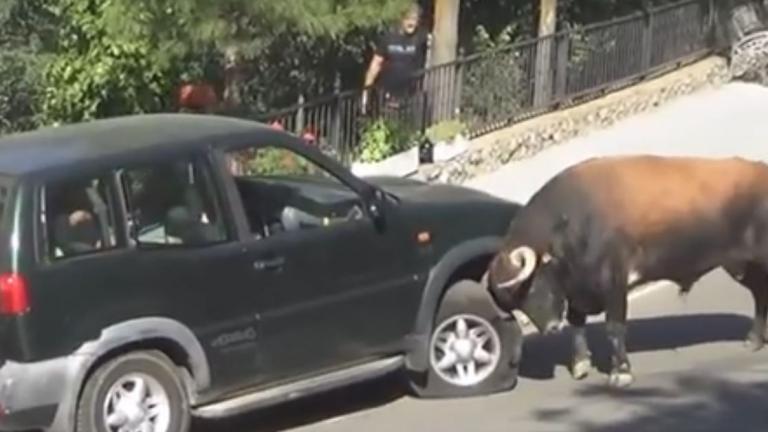 Εξαγριωμένος ταύρος επιτέθηκε σε αυτοκίνητο με επιβάτες