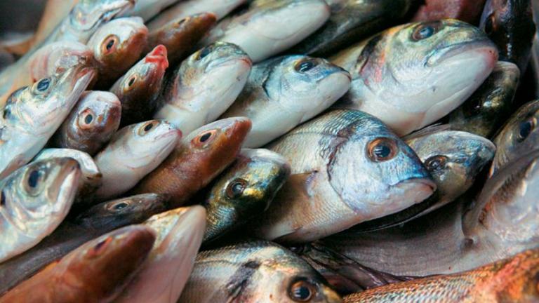 Τα 2/3 των ψαριών που καταναλώνουμε στην Ελλάδα, τα εισάγουμε από τρίτες χώρες!!!