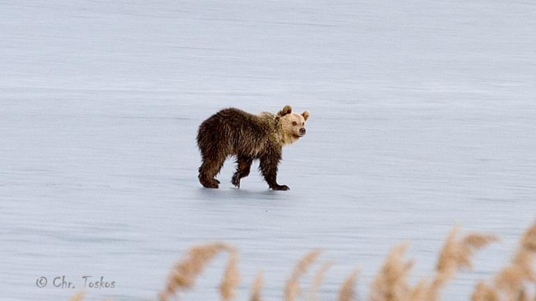 Το χαμένο αρκουδάκι της Καστοριάς (ΦΩΤΟ&ΒΙΝΤΕΟ)