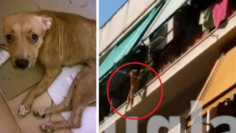  Εισαγγελική παρέμβαση για τον άνδρα που κατηγορείται ότι πέταξε το σκυλάκι από τον 3ο όροφο