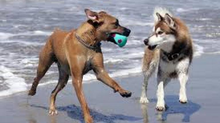 Επιτρέπονται οι σκύλοι στις παραλίες; Δες τι ισχύει νομικά στην Ελλάδα