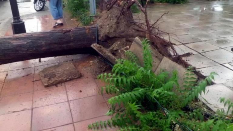 Χανιά: Μαθητής τραυματίστηκε από πτώση δέντρου