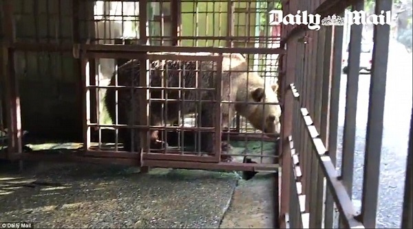 φυλακισμένα ζώα αρκούδα 