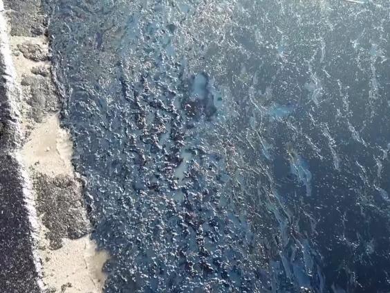 Αποτέλεσμα εικόνας για ρυπανση σαρωνικου