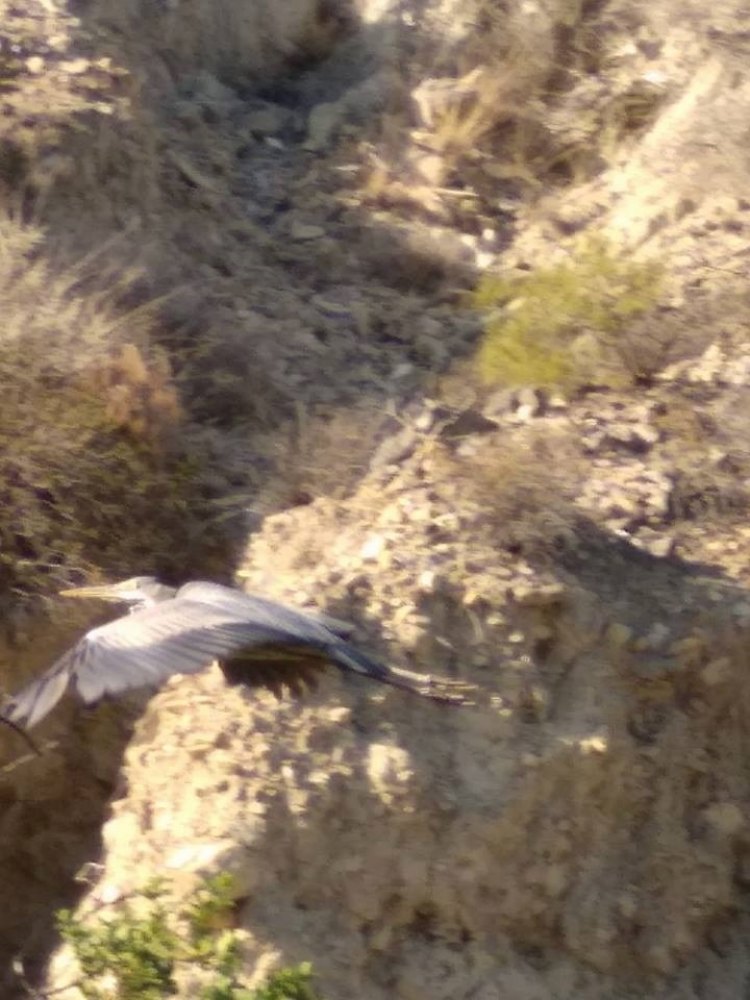 Jurassic Park η Ιεράπετρα: Το περίεργο πλάσμα που αναστάτωσε την πόλη! (ΦΩΤΟ)