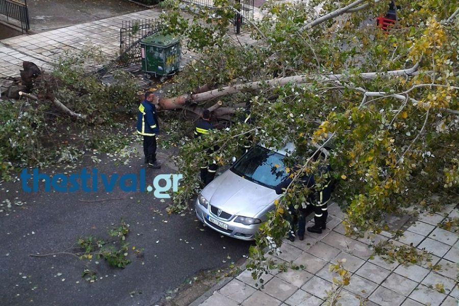 Δέντρα