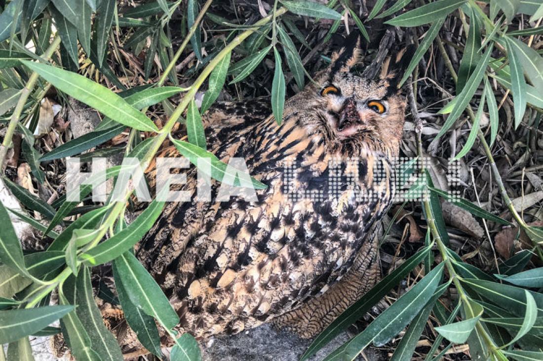 καυτά έφηβοι μουνί