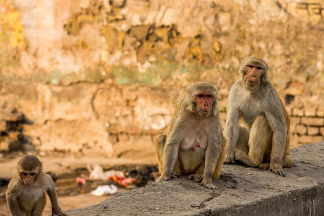 https://www.thepressroom.gr/sites/default/files/styles/article/public/2020-05/monkeys.jpg?itok=DiiKRFwF https://www.thepressroom.gr/sites/default/files/styles/article/public/2020-05/monkeys.jpg?itok=DiiKRFwF