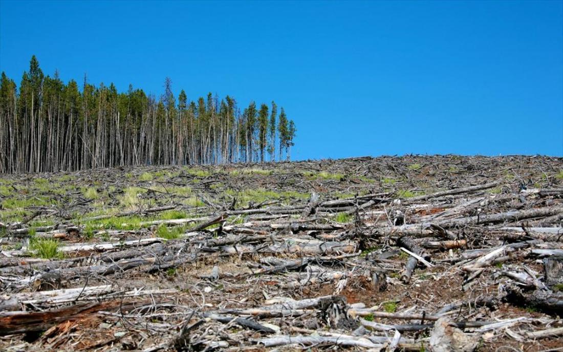 Σχεδόν το ένα στα τρία είδη δέντρων της Γης κινδυνεύουν με εξαφάνιση