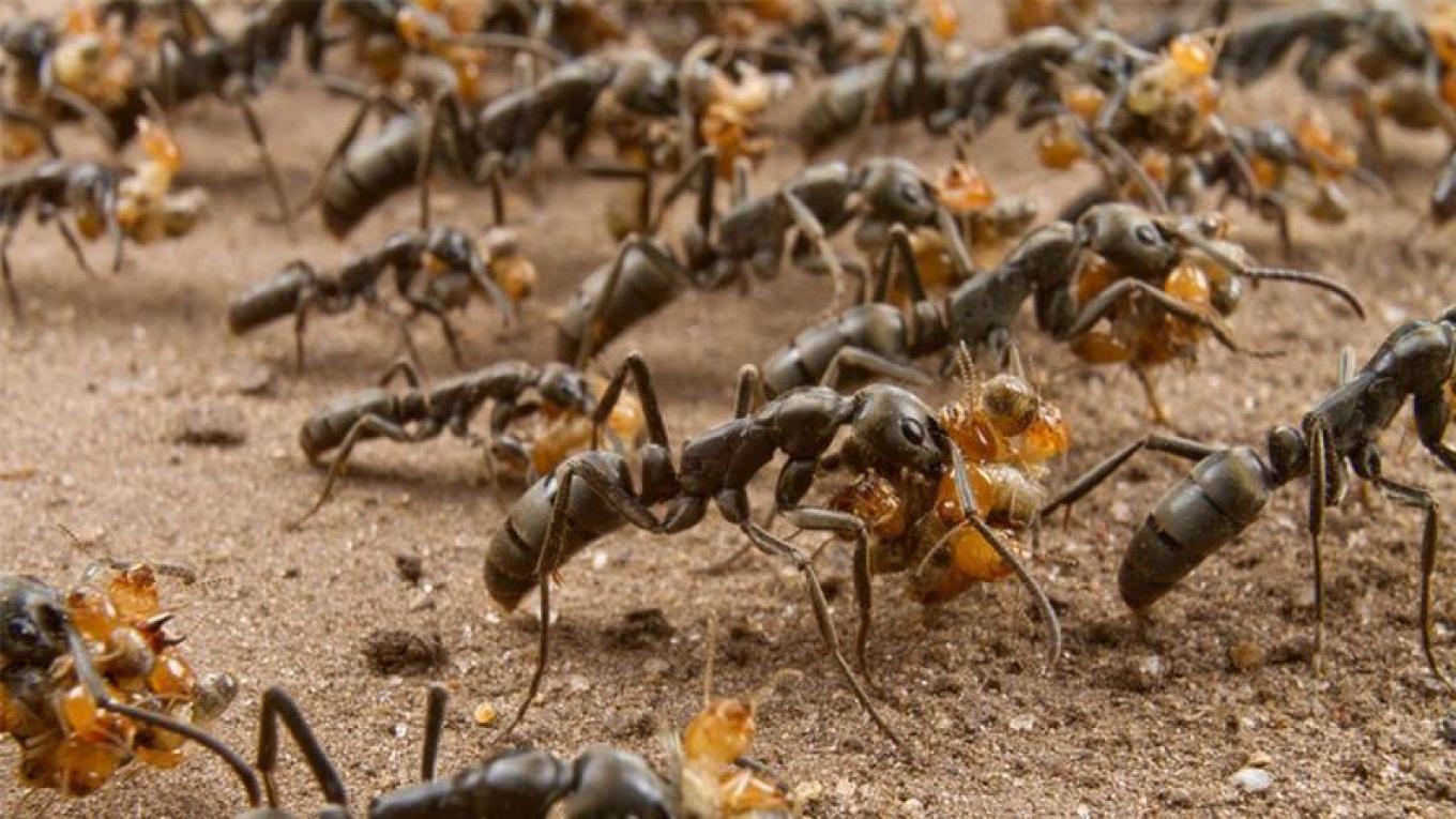 Нападение насекомых. Муравьи матабеле. Колония термитов. Марабунта муравьи. Муравьи солдаты термиты.