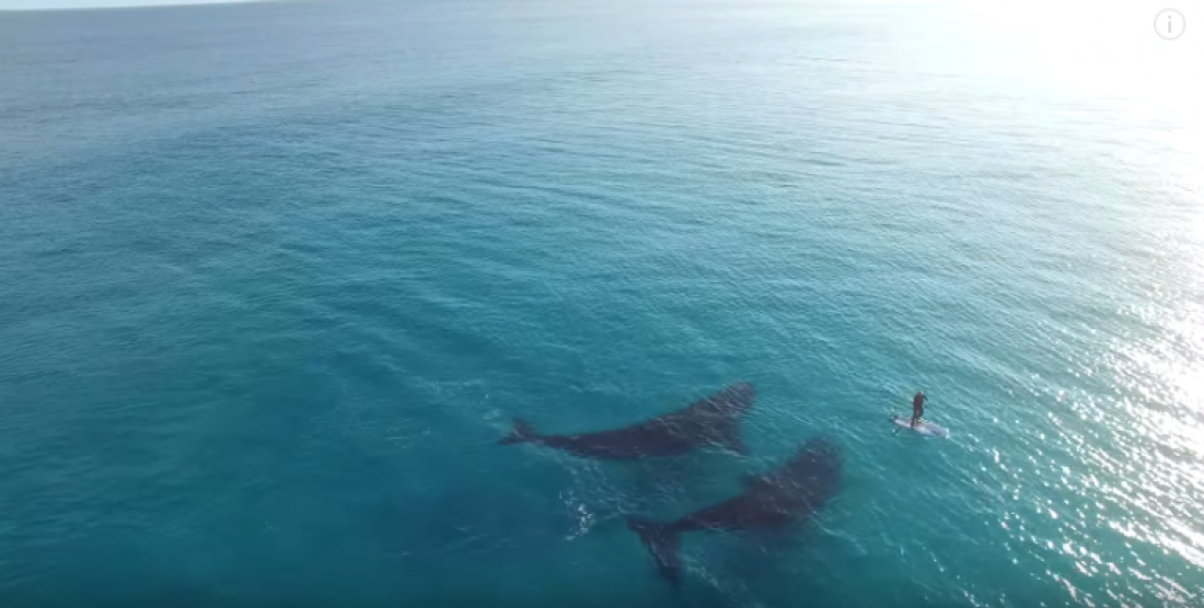 Τι γίνεται όταν δύο τεράστιες φάλαινες θέλουν να παίξουν...