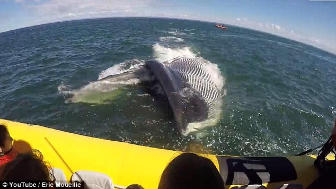 Τεράστια φάλαινα σχεδόν πέφτει πάνω σε φουσκωτό