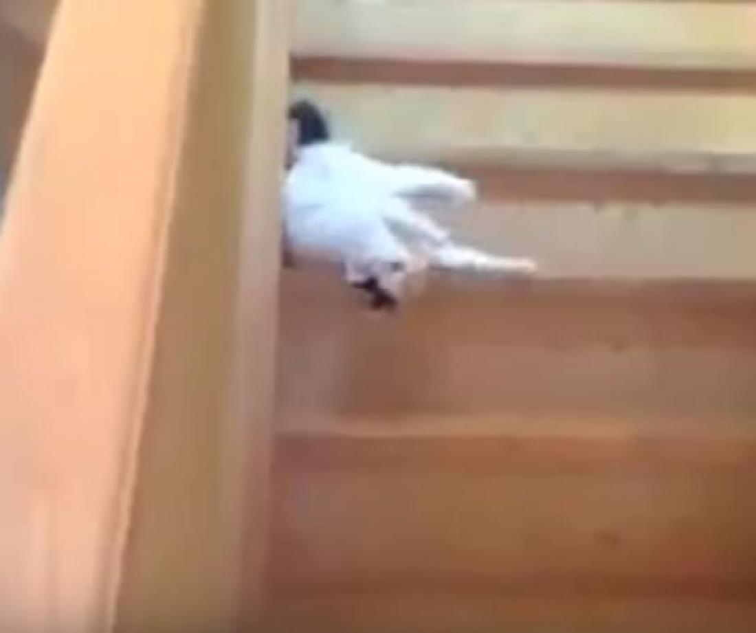 Πώς κατεβαίνουν αυτές οι γάτες, τις σκάλες;