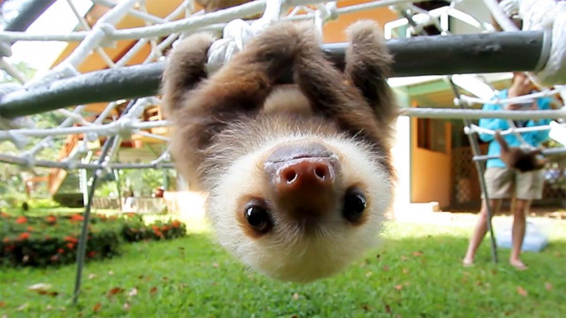 Η καταπληκτική συζήτηση ανάμεσα σε δύο baby sloth