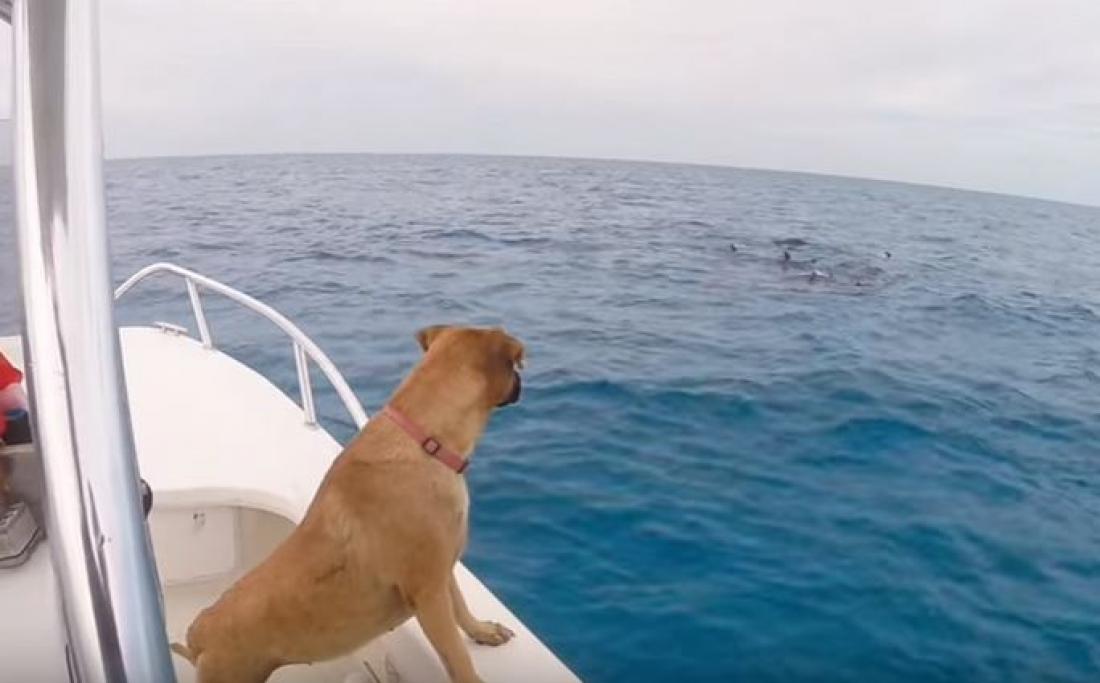 Δείτε τι κάνει αυτός ο σκύλος μόλις βλέπει δελφίνια!