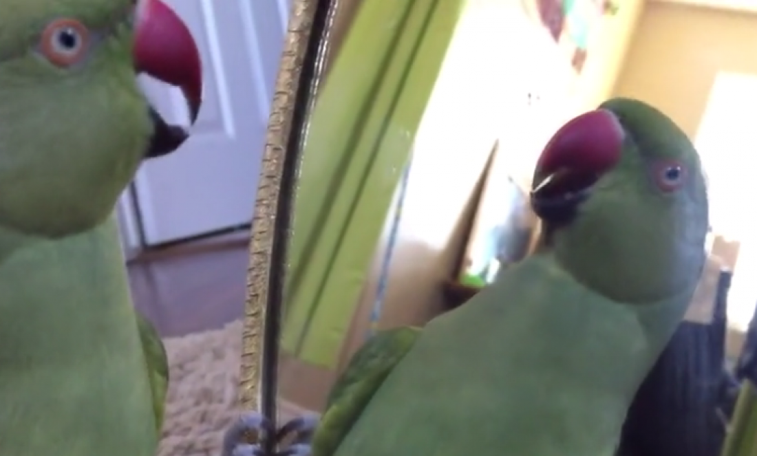 Αυτός ο παπαγάλος είναι..μεγάλο ψώνιο!