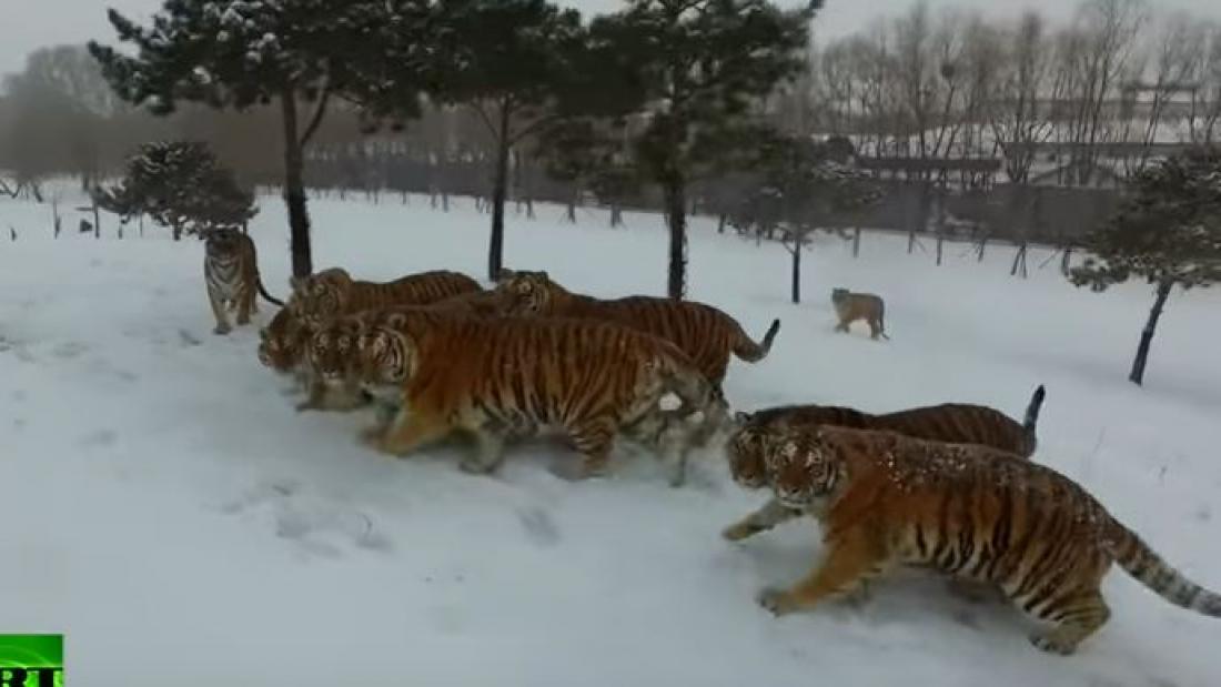  Τίγρεις προσπαθούν να διαλύσουν ένα...drone!