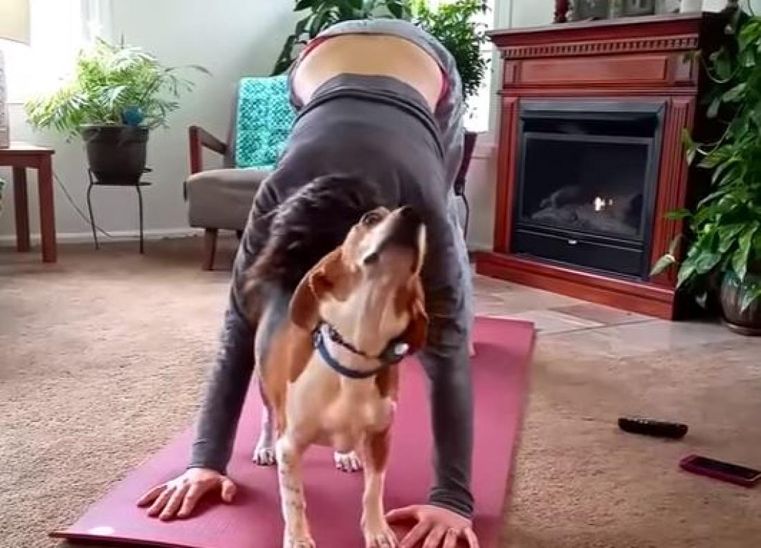 Όταν γατάκια και σκυλάκια κάνουν yoga! 