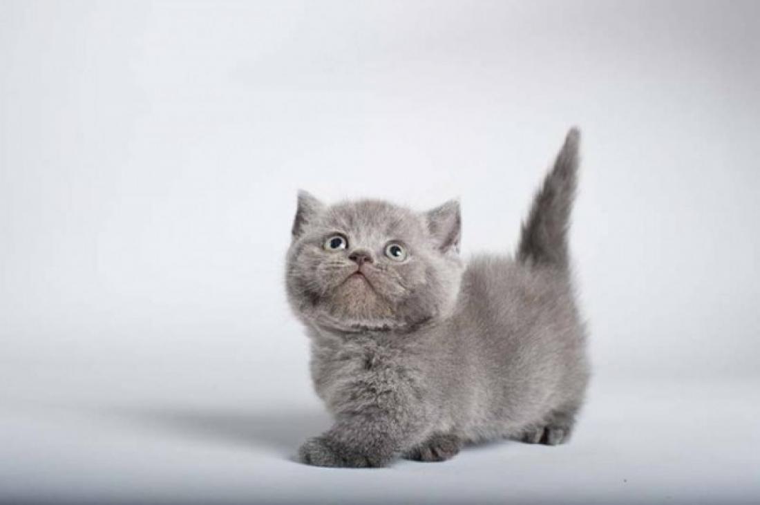 Коты С Короткими Лапами Фото