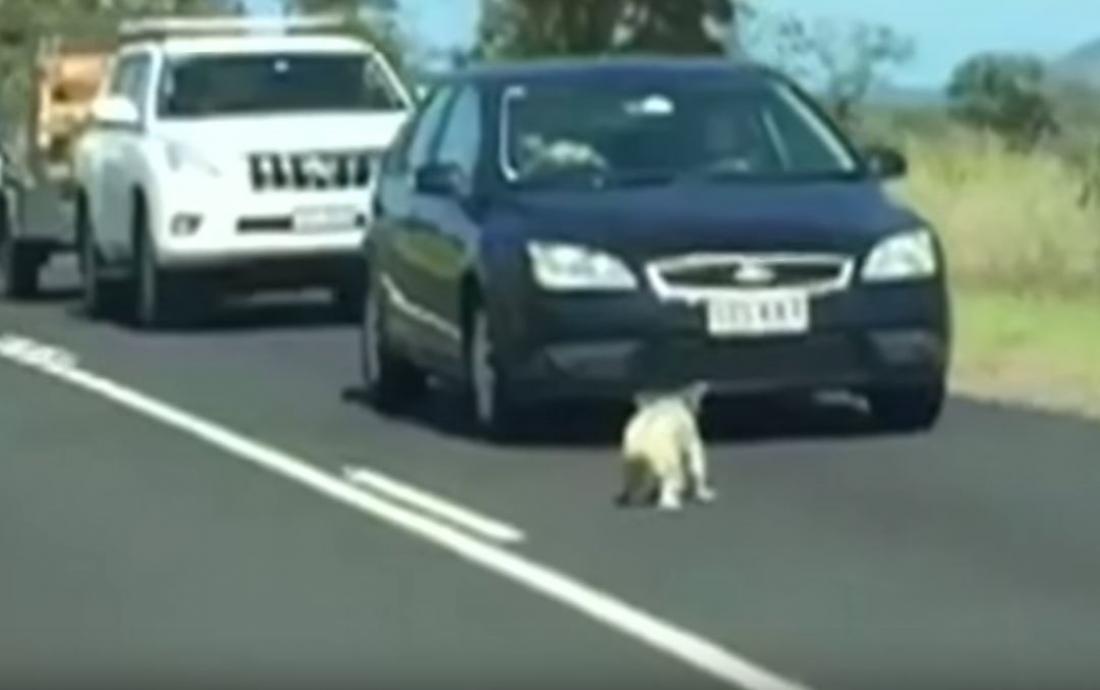 Κοάλα προκαλεί κυκλοφοριακό κομφούζιο