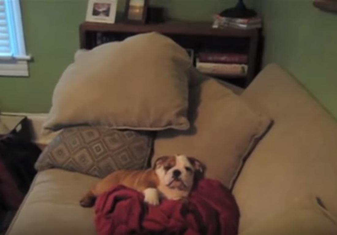 Απίθανα Μπουλντόγκ! 