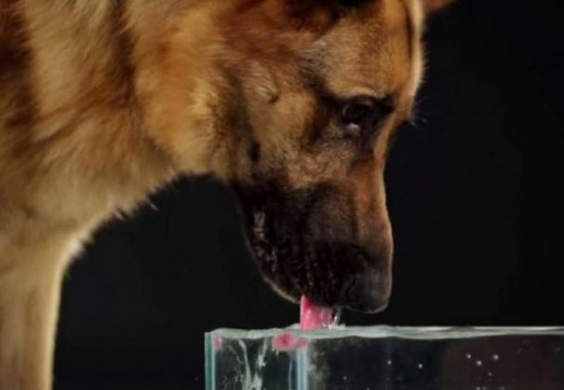 Εντυπωσιακό βίντεο: Δες σε αργή κίνηση πώς πίνει νερό ο σκύλος σου!