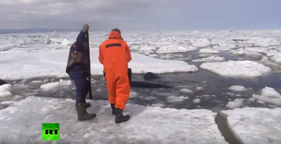 Ακτιβιστές σε αγωνιώδη διάσωση φαλαινών από τους πάγους