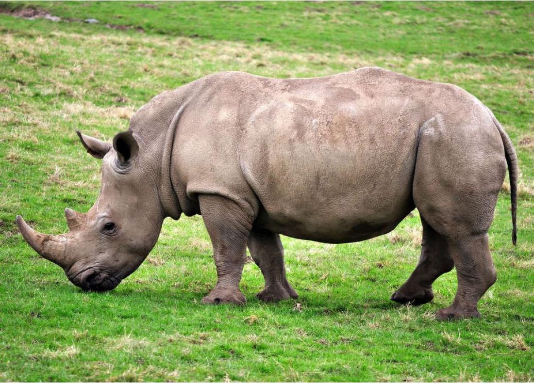 Δολοφονία ρινόκερου από λαθροθήρες σε ζωολογικό κήπο της Γαλλίας