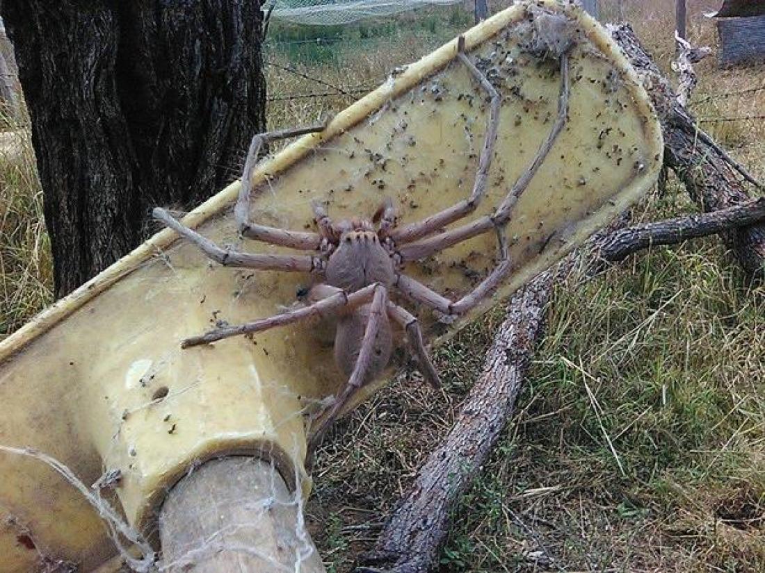 Η πιο τρομακτική αράχνη που έχει γίνει viral