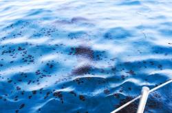 Συνελήφθη ο πλοίαρχος και ο πρώτος μηχανικός φορτηγού πλοίου μετά την πρόκληση θαλάσσιας ρύπανσης στο λιμάνι του Ικονίου στο Κερατσίνι