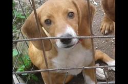 Νέα τροπή στον άγριο βασανισμό σκύλου από δύο φαντάρους σε στρατόπεδο στην Κόνιτσα - Ο  κυνηγός που αναφέρει ότι του ανήκει (ΒΙΝΤΕΟ)