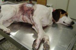 Κτηνωδία στη Θεσπρωτία: Πυροβολούσαν διαρκώς αδέσποτο σκύλο