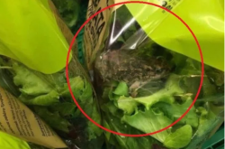 Το γύρο του διαδικτύου κάνει η φωτογραφία που δείχνει έναν ζωντανό βάτραχο μέσα σε συσκευασμένη σαλάτα