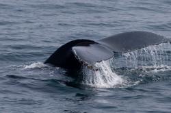 Ιαπωνία: 87 τραυματίες από σύγκρουση ενός φέρι με μια φάλαινα