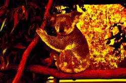 Αυστραλία: Τρία δισεκατ. ζώα κάηκαν ή εκτοπίστηκαν στις φονικές πυρκαγιές