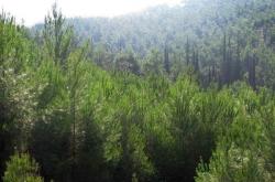 ΠΝΠ για απαγόρευση μετακίνησης σε δάση, εθνικούς δρυμούς και περιοχές Natura