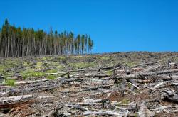 Σχεδόν το ένα στα τρία είδη δέντρων της Γης κινδυνεύουν με εξαφάνιση