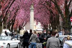 Τα δέντρα δροσίζουν έως 12 βαθμούς τις ευρωπαϊκές πόλεις