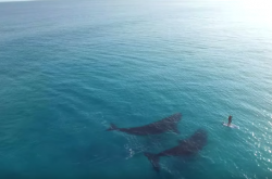 Τι γίνεται όταν δύο τεράστιες φάλαινες θέλουν να παίξουν...