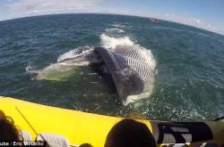 Τεράστια φάλαινα σχεδόν πέφτει πάνω σε φουσκωτό