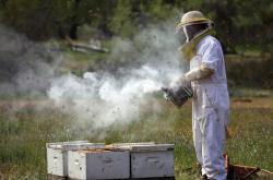 Επτά μήνες φυλακή σε μελισσοκόμο που έβαλε φωτιά στο δάσος «καπνίζοντας» μέλισσες