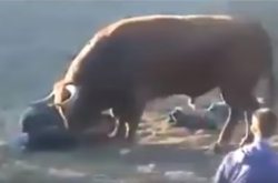 Η εκδίκηση του ταύρου