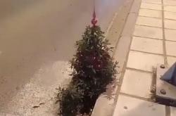 Χριστούγεννα 2016: Θεσσαλονικείς στόλισαν αληθινό δεντράκι σε κεντρικό δρόμο